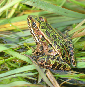 froggy2